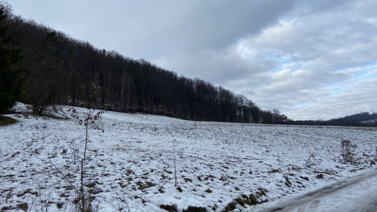 Schneelandschaft mit Wald