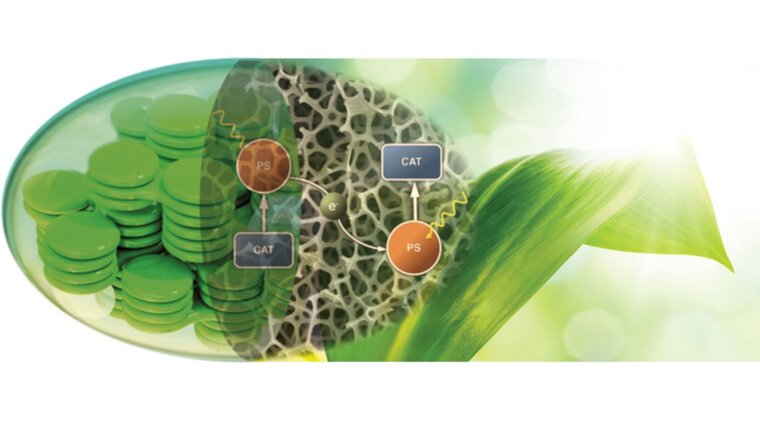 Illustration of the research done in the graduate programme