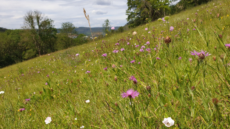 A semi-arid grassland in Jena's Pennickental valley served as a test site in the recent study.