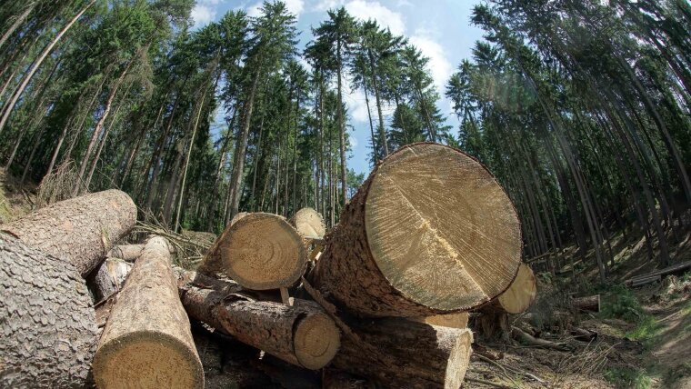 Harvested trees in a forest near Stadtroda. The forest industry produces large quantities of lignin, which researchers want to turn from a waste product into a recyclable material.