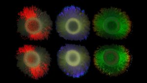 The colours of the marine bacterium Marinobacter alginolytica are due to ordered bacterial cells  forming a photonic crystal, producing colour by interference effects.