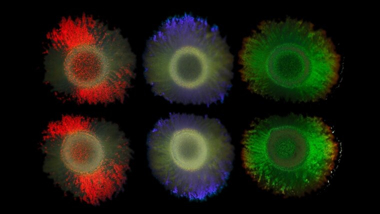 The colours of the marine bacterium Marinobacter alginolytica are due to ordered bacterial cells  forming a photonic crystal, producing colour by interference effects.