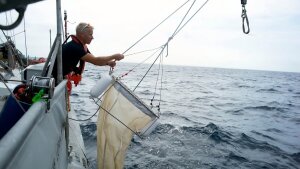 The research team collects for their studies unicellular microalgae from the sea.