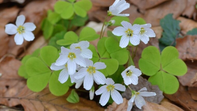The common wood sorrel (Oxalis acetosella) migrates westwards at a speed of around 5 kilometres per year and northwards at around 0.1 kilometres per year.