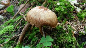 Mushroom with a high concentration of the toxin muscarine.