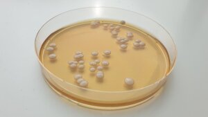 Colonies of Candida parapsilosis.