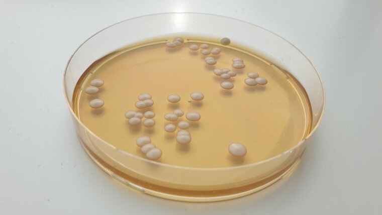 Colonies of Candida parapsilosis.