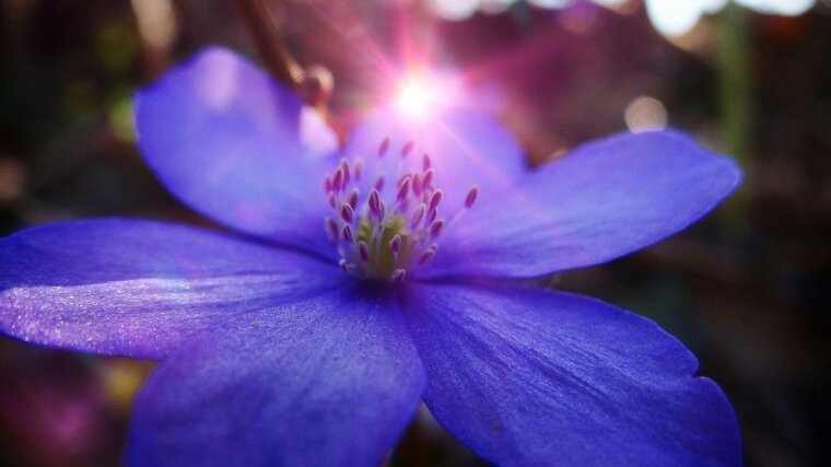 Blue Flower