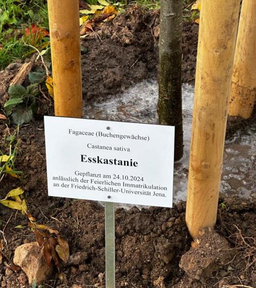 Esskastanie: Der Baum des diesj&auml;hrigen Jahrgangs