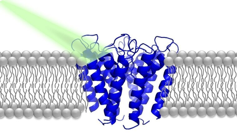 Protein with light