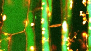 Microscopic image of the vascular system of a broad bean leaf.