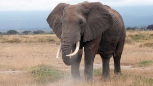 An elephant eating.