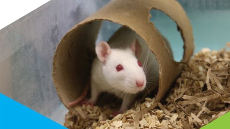 Eine weiße Maus sitzt in einer Röhre aus Karton