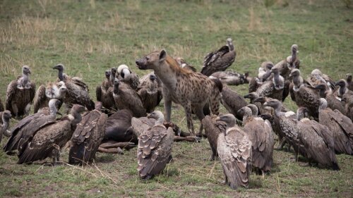 Kommunikation in der Natur: Hyänen beobachten das Verhalten eines kreisenden Geiers, um auf die mögliche Präsenz eines nahegelegenen Kadavers zu schließen.