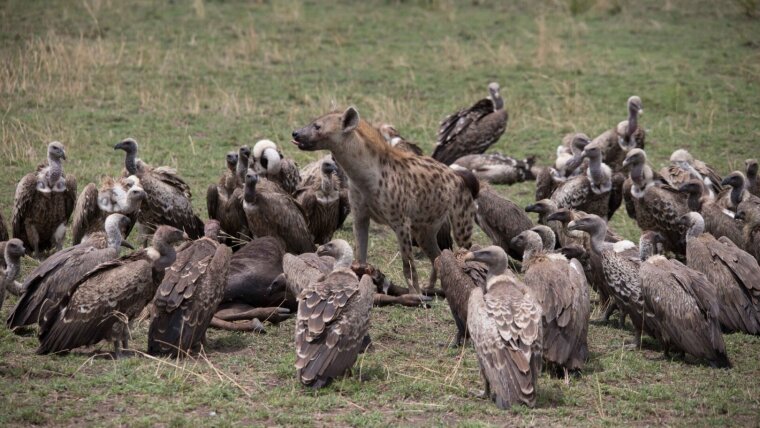 Communication in the wild: Hyenas observe the behaviour of a circling vulture to infer the possible presence of a nearby carcass.