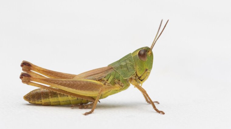 A common grasshopper (Pseudochorthippus parallelus) - this species is often used as a model organism in evolutionary biology.