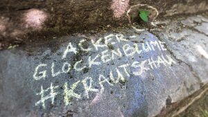 Kreideschriftzug "Acker-Glockenblume" auf einem Fußweg im Rahmen der #Krautschau