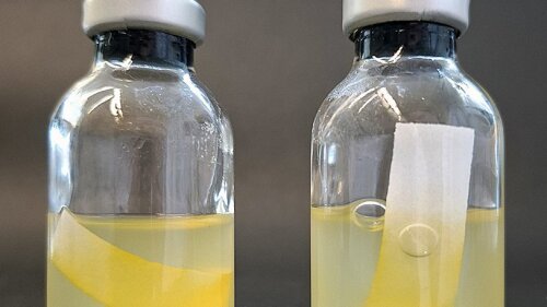 Der Vergleich zweier Kulturen von Clostridium thermocellum mit Filterpapier als Zellulosequelle zeigt den Einfluss des Pigments YAS auf den Zelluloseabbau durch das Bakterium.
