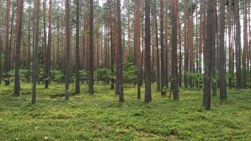 Bildbeispiel aus der Studie: In der Untersuchung beurteilten die Probendinnen und Probanden Fotografien und Tonaufnahmen aus Wäldern mit unterschiedlich hoher Biodiversität.