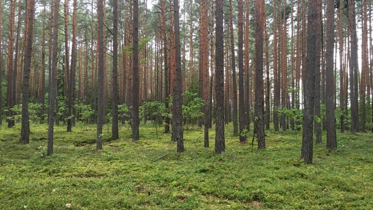 Bildbeispiel aus der Studie: In der Untersuchung beurteilten die Probendinnen und Probanden Fotografien und Tonaufnahmen aus Wäldern mit unterschiedlich hoher Biodiversität.