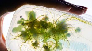 transparentes Plastikgefäß mit Pflänzchen des Farns Ceratopteris richardii