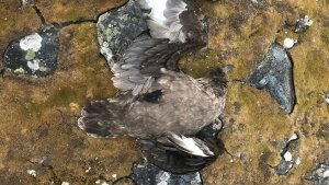 Eine Skua (Raubmöwe), die an der Vogelgrippe H5N1 gestorben ist.