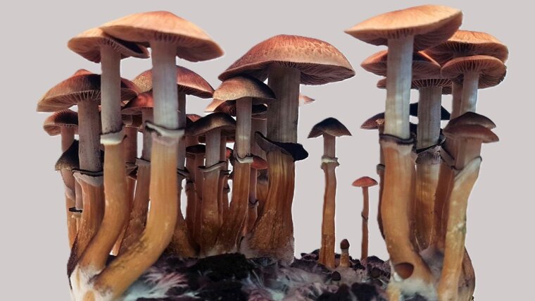 Der Kubanische Kahlkopf (Psilocybe cubensis) wächst weltweit in tropischen und subtropischen Regionen. Er enthält die psychoaktive Substanz Psilocybin.