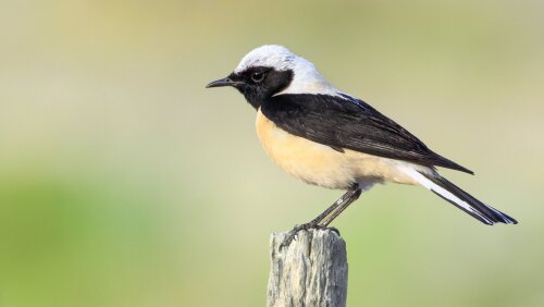 Männlicher schwarzohriger Balkansteinschmätzer (Oenanthe melanoleuca) mit schwarzer Kehle, aufgenommen in Griechenland.