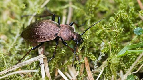 Der Bergwald-Laufkäfer (Carabus sylvestris) wird bundesweit immer seltener.