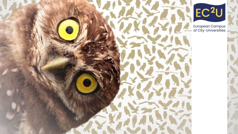 An owl looks inquisitively