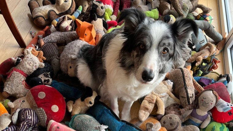 Harvey gilt als intelligentester Hund Großbritanniens. Er kann mehr als 200 Spielzeuge anhand ihres Namens unterscheiden.