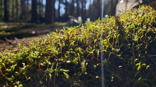 Forest floor covered with moss.