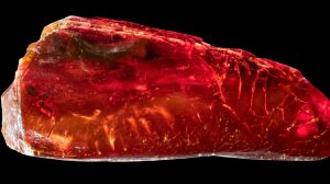 Ameise im Bernstein: †Ctenobethylus goepperti im Bernstein (links im Stein) aus Goethes Sammlung.