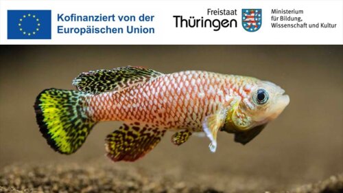 Der kurzlebige Fisch Nothobranchius furzeri kommt als Tiermodell in der Krebsforschung zum Einsatz.