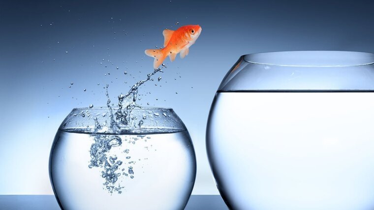 Der Effekt des Mentoring