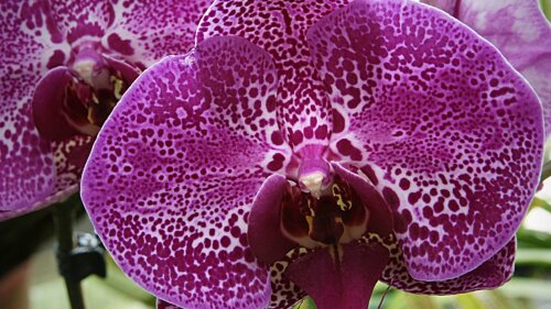 Bl&uuml;ten einer Hybrid-Orchidee
