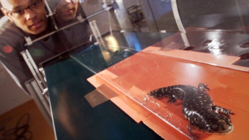 Salamander in R&ouml;ntgenvideoanlage