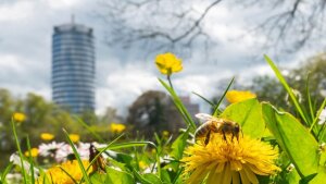 Eine Biene sucht im Griesbachschen Garten Nektar auf einer Löwenzahnblüte, im Hintergrund der Jentower.