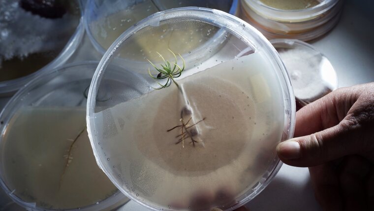 Fichtenbäumchen in symbiotischer Lebensgemeinschaft mit einem Pilz.