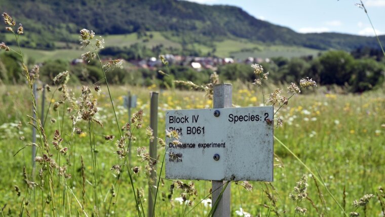 Field site Jena Experiment