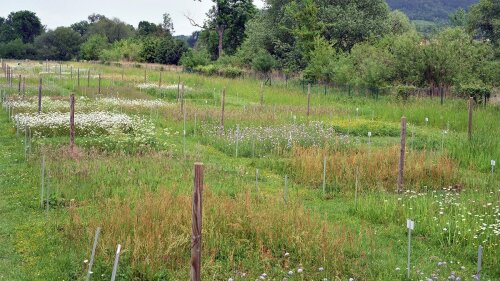 Versuchsfläche des 'Jena-Experiment' in der Saaleaue.