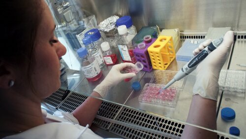 Pipetting of cell samples into a micrtiter plate.