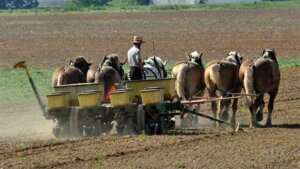 amish people auf dem feld
