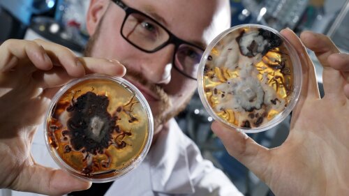 Petrischalen mit Pilzulturen des honiggelben Hallimasch