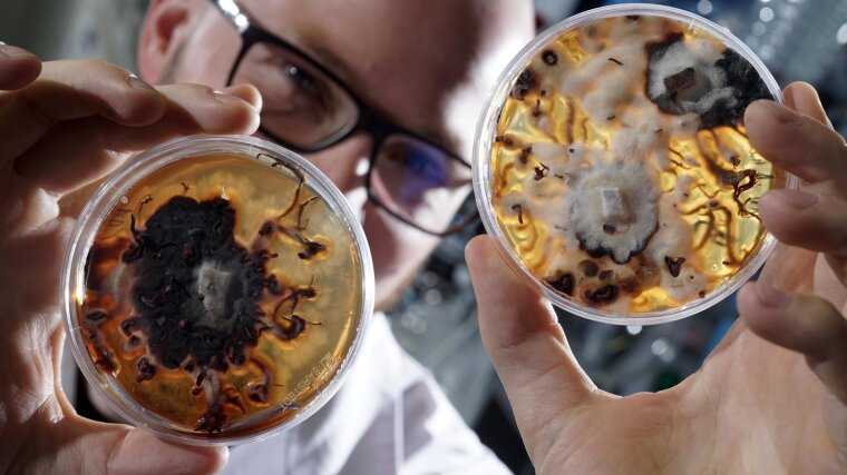 Honey mushroom in petridishes