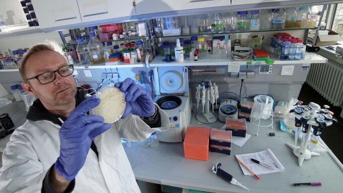 Dr. Thorsten Heinekamp of the Jena research team inspects a petri dish with Aspergillus fumigatus.
