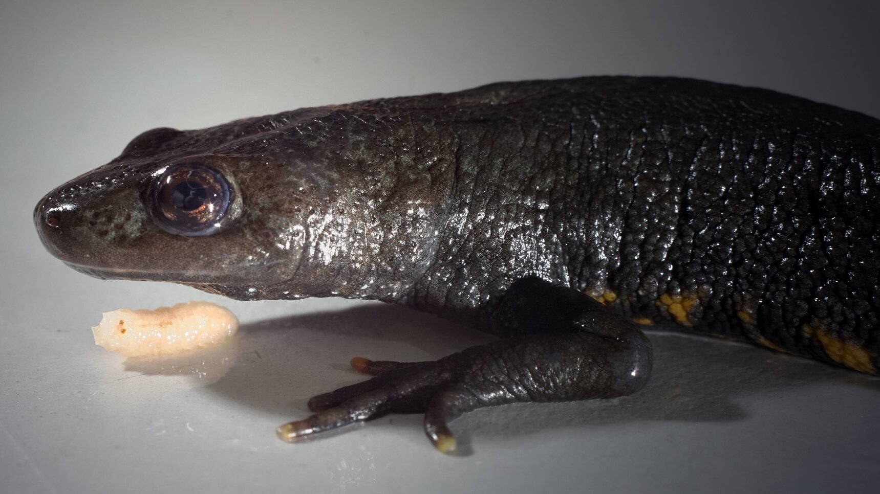 Salamanders chew with their palate Salamanders chew with their palate