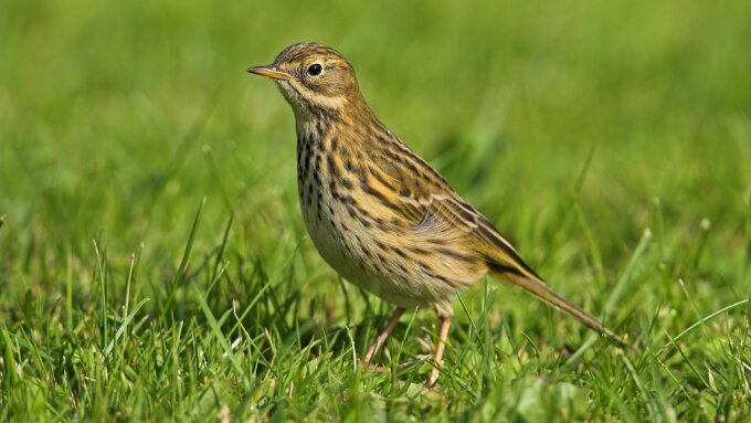 Birds that specialise on insect food have declined across Europe by 13%. This includes the meadow pipit (Anthus pratensis).