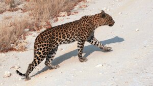 leopard