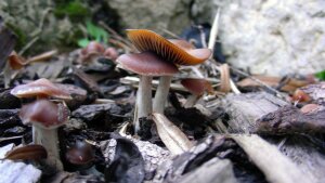 Der bläuende Kahlkopf, Psilocybe cyanescens, reagiert bei Verwundung mit einer blauen Verfärbung.